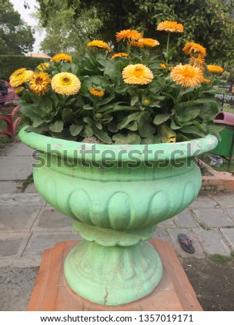 Beautiful pot,flower.Kathmandu Nepal,April 2/2019.