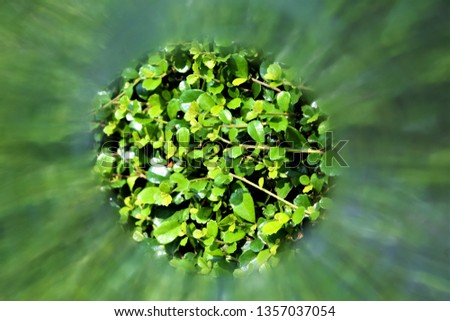 green leaf background on illustrated round blurry frame background