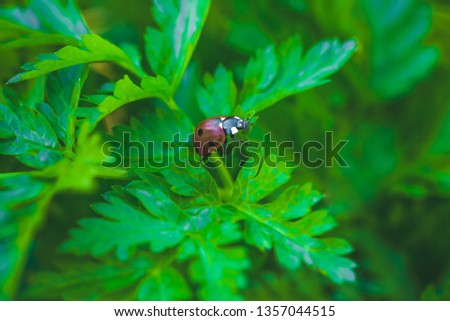 Ladybug sitting on a flower leaf warm spring day on a leaf insect beetle - Image
