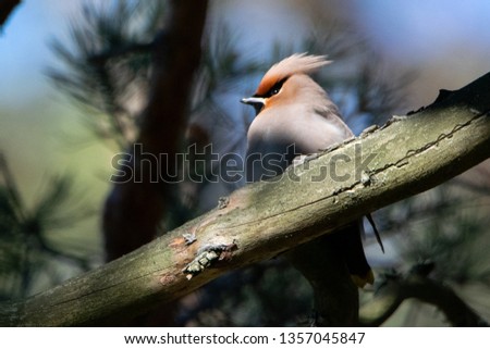 Waxwing sitting on a branch high up in a tree in Karlstad, Sweden