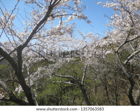 cherry blossoms on the trees