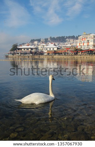 White swan is floating in the lake of Ohrid with the town of Ohrid as a background