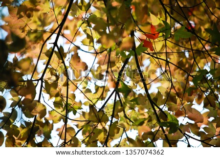 Maple's leaves in the sunlight