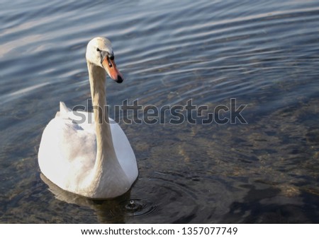 A portrait of a beautiful white swan floating in blue water
