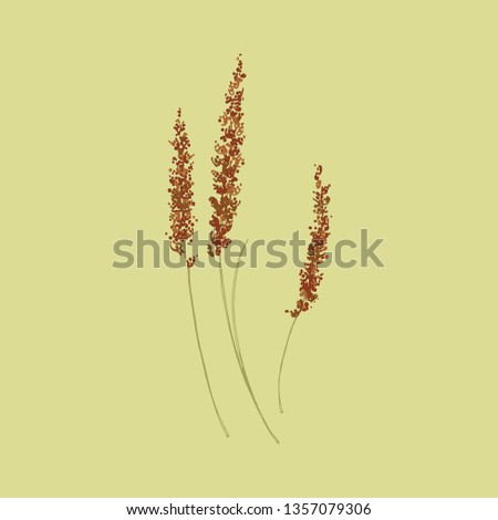 Setaria italica. Cereal plants. Millet. Corn for birds. Spikelets with seeds. Spikelets of grass.