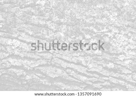 Old tree bark for natural textured background. Image in light gray tonality