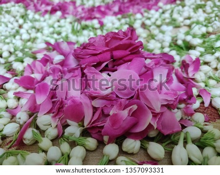 rose flower, petals and jasmine closeup