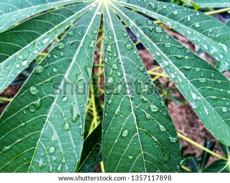 water, petals and scenic picture of Cassava leaves 