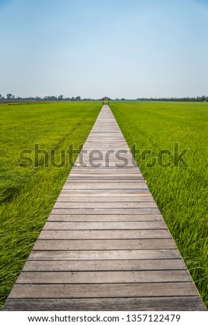 Wooden bridge to small hut at green rice field farm in Thailand