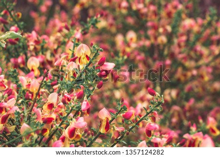 Beautiful flowers of Burkwood's Broom (Scotch Broom) is blanketed in stunning crimson pea-like flowers with lavender overtones and yellow edges along the branches. Colorful flowers of a common broom.
