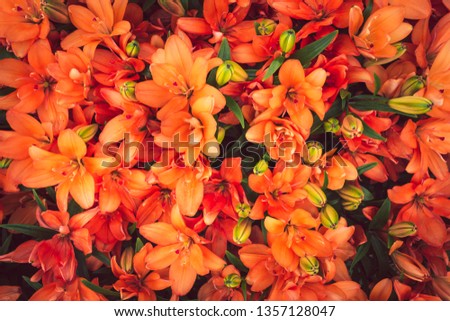 Beautiful orange lilies. Close up of blooming Orange Twins lily flowers. Bright floral background, card, pattern with filed full frame picture. Top view. View from above.
