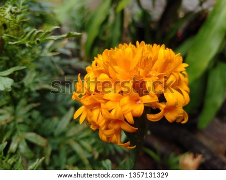 Marigold flower with soft sunlight