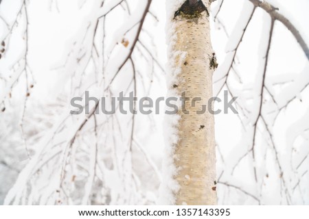 Birch tree trunk under snow