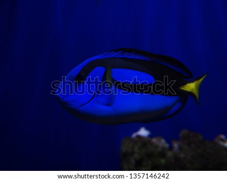 Blue Clown Fish 