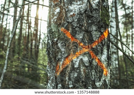 cross painted on the tree. deforestation