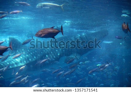 blue ocean underwater creatures,  Fish swimming with whale shark, background concept image. 