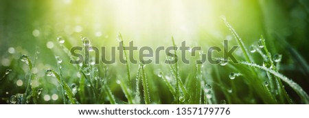 Juicy lush green grass on meadow with drops of water dew in morning light in spring summer outdoors close-up macro, panorama. Beautiful artistic image of purity and freshness of nature, copy space. Royalty-Free Stock Photo #1357179776