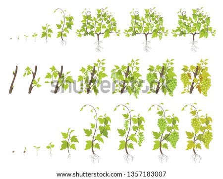 Growth stages of grape plant. Vineyard planting increase phases. Vector illustration. Vitis vinifera harvested. Ripening period. The life cycle. Grapes on white background. Royalty-Free Stock Photo #1357183007