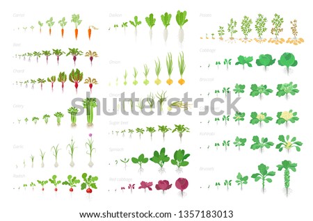 Vegetables agricultural plant, growth big set animation. Vector infographics showing the progression growing plants. Growth stages planting. Carrots celery garlic onions cabbage potatoes and many Royalty-Free Stock Photo #1357183013