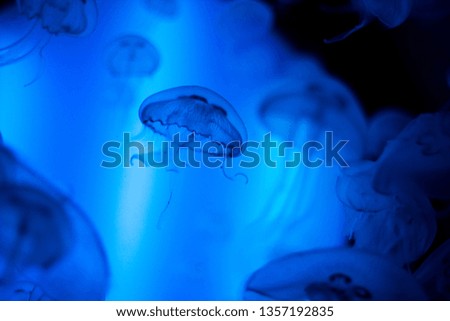 A bunch of jellyfish in blue water