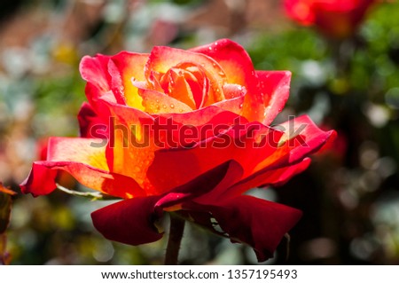 Colorful, beautiful, delicate rose in the garden 