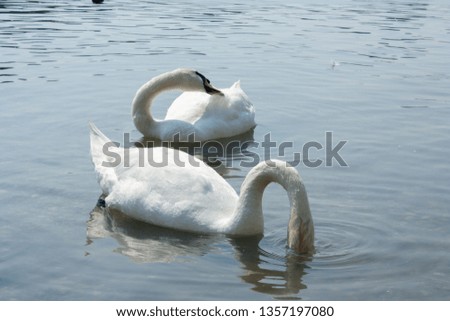 Cute swan on the river