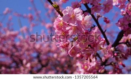 Full of cherry blossoms in the Blue Sky  during spring time. Pink Sakura  the traditional signature Japanese floral. 