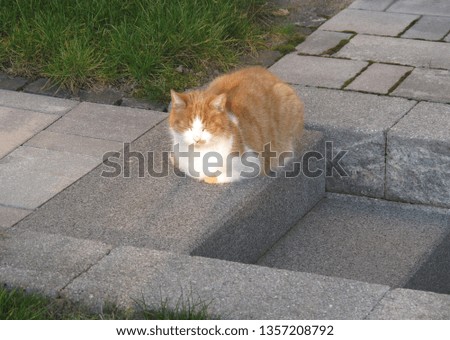 a domestic cat is sleeping in the sun outdoor in a garden