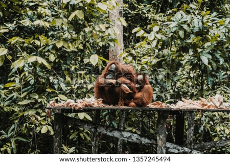 
Images of orangutans in freedom on the island of Borneo, Indonesia. Imposing animal with brown fur feeding among the tall trees. Travel photography