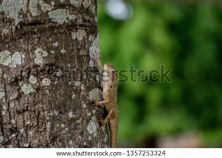 Brown-headed Lizard is a species of Chameleon native of Thailand in Asia. Chameleon lying on the sidewalk. chameleon looking into lens with one eye.Changeable Lizard, Red-headed Lizard - Image