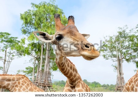 giraffes in the safari park 