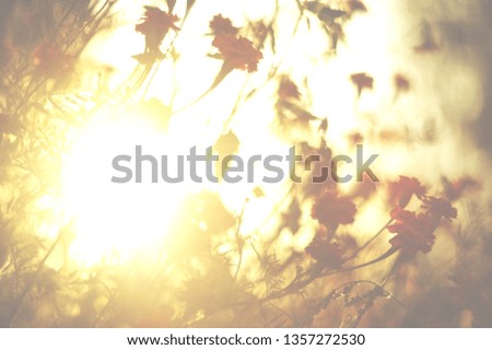 The flowers is lit by the setting sun with yellow background.                         