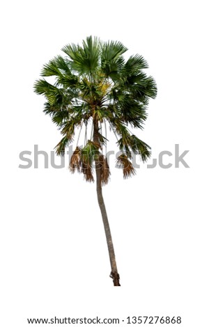 Palm trees on a white background with clipping path.