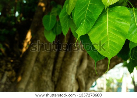 Beautiful a group of green heart shaped bodhi leaves with tree bark background.