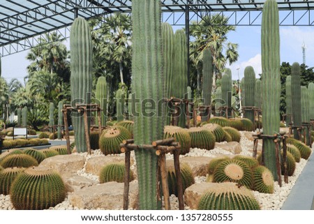 Beautiful cactus tree in the gardens outdoor and parks