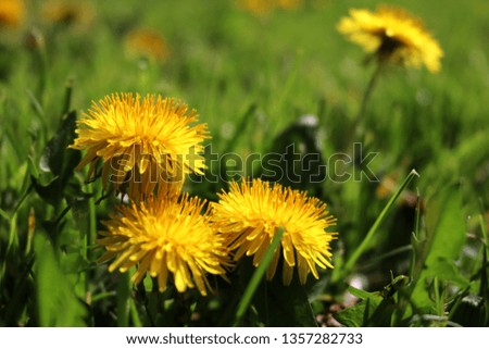  Field with dandelions. Closeup of yellow spring flowers