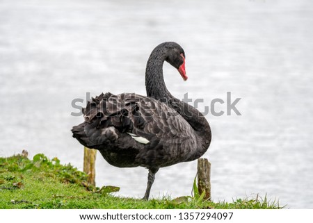 Black swan on one leg post support
