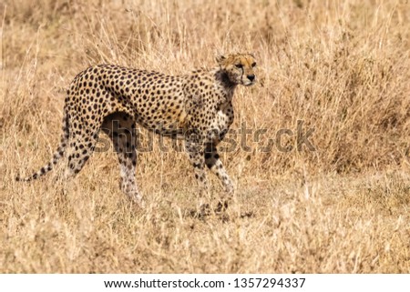 Cheetahs are excellent predators because of their speed. They are very well adapted to the landscape due to their coat coloring.
