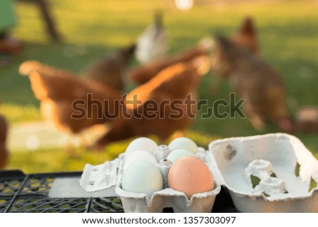 Organic fresh eggs and chicken in the background. Selective focus