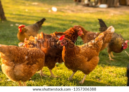 Free-range chicken on an organic farm
