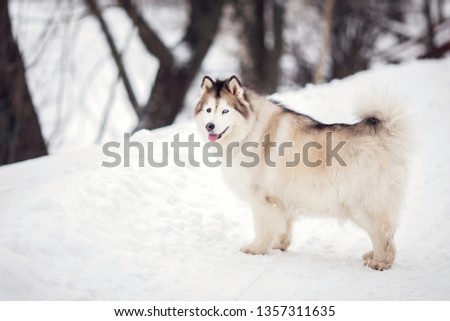 Siberian Husky in the forest in winter