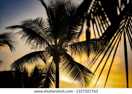 Palm trees during sunset