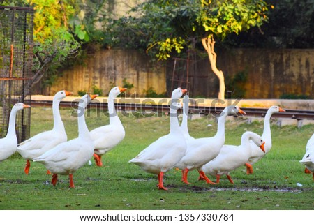 White domestic goose walking on the grass