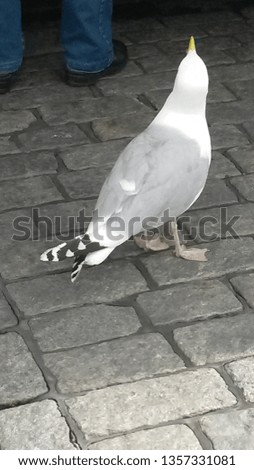 Seagull at the market place