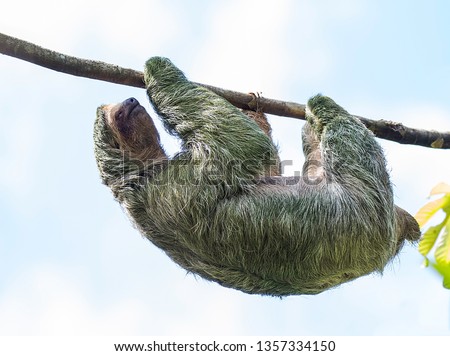 Costa rica colorful sloth