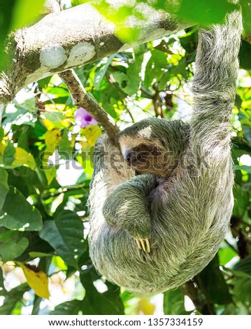 Costa rica colorful sloth