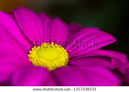 Beautiful bright purple and yellow chrysanthemum flowers, selective focus, macro