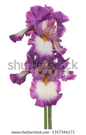 Studio Shot of Magenta Colored Iris Flowers Isolated on White Background. Large Depth of Field (DOF). Macro. Close-up.