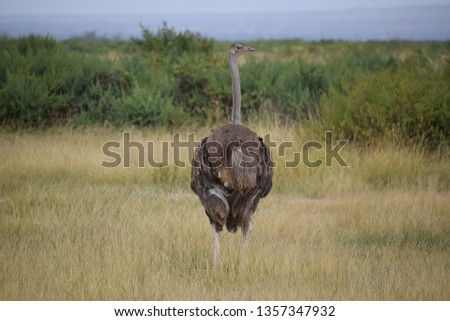 Kenya safari masai mara amboseli national park animals wild 