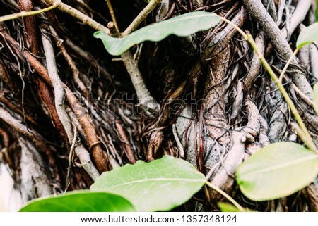 Roots of a tree, interlacing of roots, wooden, background